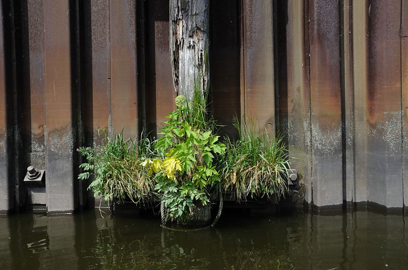 Fotografien aus Hamburg - Bilder aus den Hamburger Bezirken - Veddel / Peute Alte Holzdalbe am Kanal auf der Veddel - Grnpflanzen. 237_8363 Eine mit Grnpflanzen bewachsene Dalbe an einer Spundwand im Mggenburger Kanal auf der Peute. Das Holz des Pfahls ist stark vermodert - der Kiefern-Baumstamm wird schon beim Bau des Kanals um 1900 eingerammt worden sein. Grnpflanzen wachsen auf der Hhe des Wasserspiegels aus dem Holz heraus, bei Hochwasser werden die Pflanzen bersplt.