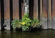 237_8363 Eine mit Grünpflanzen bewachsene Dalbe an einer Spundwand im Müggenburger Kanal auf der Peute. Das Holz des Pfahls ist stark vermodert - der Kiefern-Baumstamm wird schon beim Bau des Kanals um 1900 eingerammt worden sein. Grünpflanzen wachsen auf der Höhe des Wasserspiegels aus dem Holz heraus, bei Hochwasser werden die Pflanzen überspült.