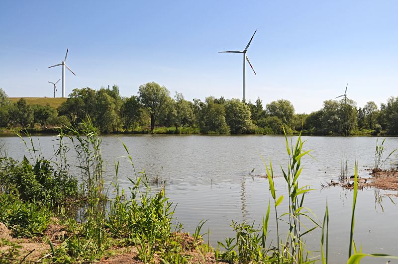 Hamburg-Motive aus dem Bezirk Hamburg-Mitte; Wilhelmsburg, Georgswerder  107_8934 Die vier Windkraftanlagen auf dem Hgel der ehemaligen Mlldeponie Georgswerder - im Vordergrund Schilf am Ufer des Georgwerders Randgrabens. Die ehemalige Mlldeponie Georgswerder wurde von 1948 - 1979 genutzt, um Haus und Sondermll zu entsorgen. 1983 wurde u.a. das Gift Dioxin im Sickerwasser der stillgelegten Anlage festgestellt. Innerhalb von zehn Jahren wurde der 14 Mio. Kubikmeter umfassende Mllberg aufwndig abgekapselt, so dass keine Gifte mehr austreten sollten. www.bilder-hamburg.de