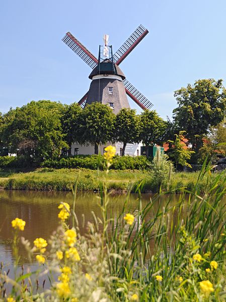 Wilhelmsburger Windmhle Johanna  Hamburgs Stadtteile, Wilhelmsburg / Kirchdorf  114_8973 Blick ber die Wettern zur historischen Windmhle; am Ufer des Entwsserungskanals wachsen gelbe Blumen und Grser.  www.fotos- hamburg.de