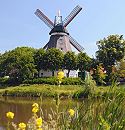 114_8973 Blick über die Wettern zur historischen Windmühle; am Ufer des Entwässerungskanals wachsen gelbe Blumen und Gräser.  ©www.fotos- hamburg.de