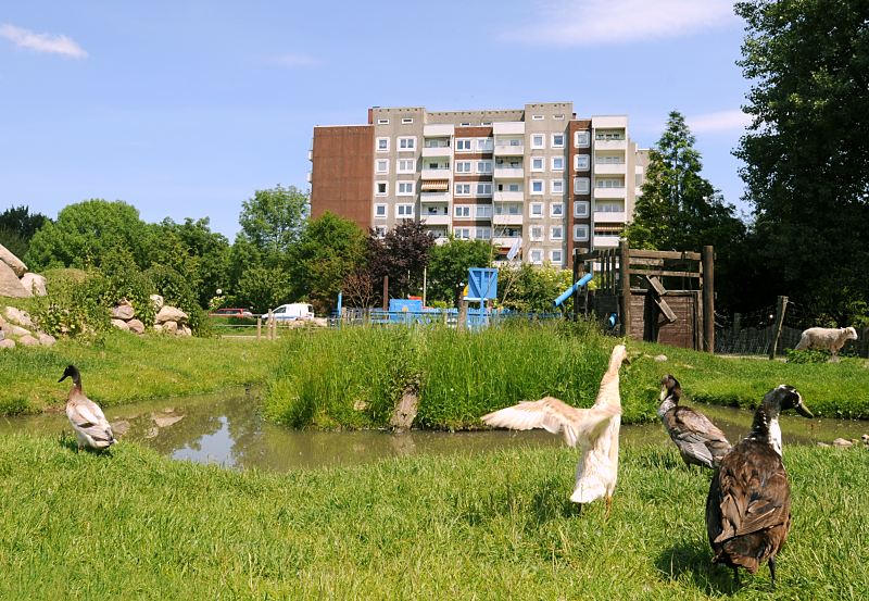 Fotos aus Hamburg - Mitte, Stadtteil Wilhelmsburg Ortsteil Kirchdorf Sd.   129_9058 Enten am Teich auf dem Kinderbauernhof in Hamburg Kirchdorf; ein Schaf geht auf dem Weg hinter dem Zaun. Im Hintergrund ein Gebude der Wohnsiedlung in Kirchdorf-Sd. www.fotos- hamburg.de