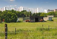 131_9131 Hinter dem Zaun stehen auf einer Weide Kühe bei einem Schuppen und grasen. Im Hintergrund die Silhouette der Hochhäuser der Siedlung Kirchdorf-Süd - dazwischen liegt die Autobahn und die Raststätte Stillhorn.  ©www.fotos- hamburg.de