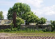 135_9157 Stillgelegte Treibhuser aus Glas im Hamburg Moorwerder; grosse Holunderstrucher wachsen aus der zerstrten Glasdchern - der Schwarze Holunder (Sambucus nigra) steht in Blte. Zwischen den Glashusern steht ein Schornstein der Teil der Heizungsanlage fr die Treibhuser war. Hufig wurde der Betrieb der Glastreibhuser wegen der hohen Heizkosten aufgeben. Im Vordergrund Salatpflanzen auf dem Feld.