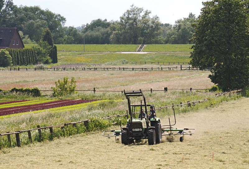 Heuernte auf dem Feld, Trecker wendet Gras / Salatfeld - Elbdeich  Hamburg-Fotos aus dem Bezirk Hamburg-Mitte; Stadtteil Wilhemsburg -  Moorwerder.  136_9166 Ein Trecker wendet auf einer Wiese in Hambur Moorwerder das trockene Gras und bereitet es zur Heuernte vor. Links die grnen und dunkelroten Reihen eines Salatfelde, im Hintergrund der Deich zur Norderelbe.