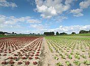 139_6488 In Hamburg Moorwerder baut die regionale Landwirtschaft neben Blumen auch Gemse an. Der Salat steht in langen Reihen auf dem Feld - im Hintergrund Gewchshuser und dem blauen Himmel Hamburgs.