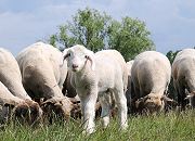 141_9189 Grasende Schafherde und Osterlamm auf dem Elbdeich bei Hamburg Moorwerder - die Schafe halten das Gras auf dem Deich kurz und sorgen  dafür, dass durch die vielen Huftritte die Erde des Deichs verdichtet wird. 