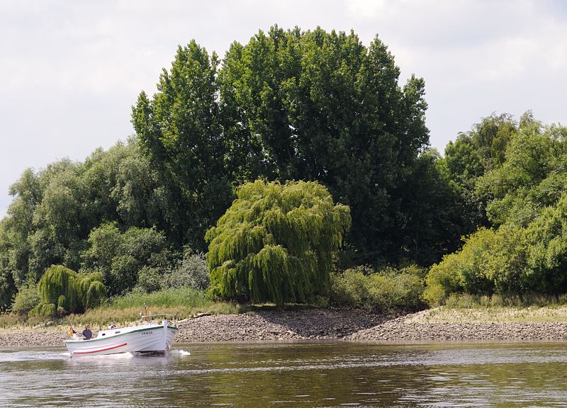 Fotos aus  Hamburg - Mitte; Wilhelmsburg - Obergeorgswerder, Norderelbe Sportboot auf der Norderelbe - Elbufer Spadenlander Busch / Goetjensort .144_0601 Das Ufer der Norderelbe Hhe Spadenlander Busch / Goetjensort ist dicht bewachsen - bis dicht an das Wasser stehen Weiden und Pappeln. Bei Niedrigwasser ist die Uferbefestigung aus Steinen zu sehen, die ein Absplen des Ufers verhindern soll. Ein Motorboot fhrt elbabwrts Richtung Hamburg. 