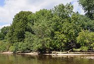 148_0678  Ufer der Süderelbe beim Naturschutzgebiet Heuckenlock; die Bäume und Sträucher wachsen bis an das Elbufer - auf dem Sandstrand liegt ein umgestürzter Baum. Das Heuckenlock ist einer der letzten Tideauenwälder Europas - das Naturschutzgebiet ist ein wichtiges Refugium für viele Pflanzen- und Tierarten. 