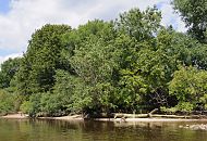 148_0678  Ufer der Sderelbe beim Naturschutzgebiet Heuckenlock; die Bume und Strucher wachsen bis an das Elbufer - auf dem Sandstrand liegt ein umgestrzter Baum. Das Heuckenlock ist einer der letzten Tideauenwlder Europas - das Naturschutzgebiet ist ein wichtiges Refugium fr viele Pflanzen- und Tierarten. 