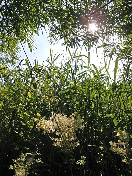 Fotos aus dem Bezirk Hamburg Mitte Heuckenlock Naturschutzgebiet, Schilfbestand  148_2_6290001  Ein Wanderweg fhrt durch das Naturschutz- gebiet Heuckenlock an der Sderelbe bei Hamburg-Moorwerder; der Pfad geht durch hohes Rhricht - ungefhr 400 Pflanzenarten haben sich im Naturschutzgebiet angesiedelt, das 1977 unter Schutz gestellt wurde.