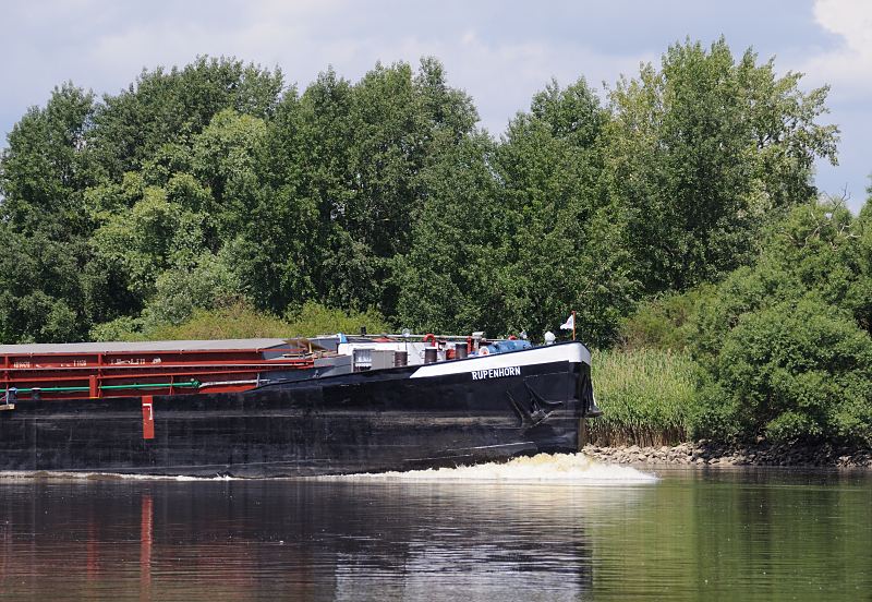 Hamburgfotos von der Elbe - Bezirk Hamburg Mitte; Wilhelmsburg Sderelbe Binnenschiff auf der Sderelbe Naturschutzgebiet Heuckenlock 150_0667  Das 80m lange Binnenschiff Rupenhorn auf der Sderelbe Richtung Schleuse Geesthacht. Das Schiff fhrt mit reduzierter Geschwindigkeit, um Schden durch Wellenschlag am Ufer des Naturschutzgebietes Heuckenlock zu vermeiden.