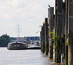 151_0728  Liegeplatz fr Binnenschiffe am Elbufer der Sderelbe in Hamburg Wilhelmsburg, Finkenriek  Stillhorn. Am Ufer stehen alte Holzdalben aus Baumstmmen in den Boden gerammt - auf einer der Dalben sitzt ein Kormoran in der Sonne. Im Hintergrund die Brckenkonstruktion der Europabrcke ber die Elbe.