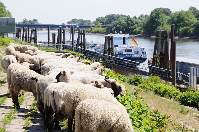 Liegeplatz Binnenschiffe - Schafe auf dem Elbdeich bei Finkenriek  Hamburg-Bilder von der Sderelbe - Bezirk Mitte; Wilhelmsburg Stillhorn  153_1006  Schafe weiden auf dem Elbdeich beim Schiffsliegeplatz Finkenried - zwei Binnenschiffe haben fest gemacht. Am Heck der TMS HORNHAFEN weht die Deutschlandfahne - das Tankmotorschiff hat eine Lnge von 86m und eine Breite von 9,60m, Heimathafen ist Hamburg. Im Hintergrund die Autobahnbrcke / Elbbrcke der A 1 ber die Sderelbe.