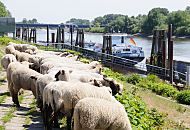 153_1006  Schafe weiden auf dem Elbdeich beim Schiffsliegeplatz Finkenried - zwei Binnenschiffe haben fest gemacht. Am Heck der TMS HORNHAFEN weht die Deutschlandfahne -  das Tankmotorschiff hat eine Länge von 86m und eine Breite von 9,60m, Heimathafen ist Hamburg. Im Hintergrund die Autobahnbrücke / Elbbrücke der A 1 über die Süderelbe. 