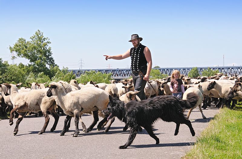 Hamburg-Bilder aus dem Bezirk Hamburg - Mitte; Wilhelmsburg Stillhorn Schafherde, Schfer und Htehund - Elbdeich Sderelbe Finkenriek 154_0986  Schafherde auf dem Deich der Sderelbe bei Hamburg Stillhorn; der Schfer gibt dem Htehund Anweisungen, wohin er die Schafe treiben soll. Im Hintergrund die Eisenbahnbrcke ber die Sderelbe.