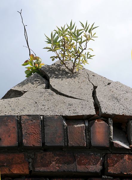 179_0462 Auf der Mauerruine einer stillgelegten Wilhelmsburger Fabrik wachsen Grnpflanzen - sie haben den Putz gesprengt und drngen sich durch den Spalt.  Pflanzen auf Ruine, Ziegelmauer