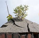 179_0462 Auf der Mauerruine einer stillgelegten Wilhelmsburger Fabrik wachsen Grnpflanzen - sie haben den Putz gesprengt und drngen sich durch den Spalt.