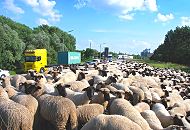 183_7005 Die Schafherde steht dicht gedrängt auf dem Deich nahe der Strasse - der Straßenverkehr mit Containerlastwagen und anderen Transportern rauscht an den Tieren vorbei. 