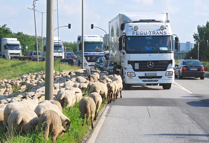 Bilder aus dem Hamburger Stadtteil Wilhelmsburg / Fotos aus HH Mitte  Schafherde an der Strasse - grasende Schafe Lastwagenverkehr. 184_7032 Ruhig grasen die Schafen am Strassenrand und lassen sich vom Strassenverkehr nicht stren - vorsichtig fahren die grossen Lastwagen an der Schafherde vorbei.