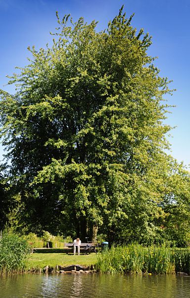 Bezirk Hamburg-Mitte Wilhelmsburg Amannkanal, Grnanlage - Parkbank  70_8695 Erholung am Ufer des Amannkanals - ein Besucher der Grnanlage entlang des Kanalufers hat sich auf eine Parkbank unter einen Baum in die Sonne gesetzt und liest ein Buch. Der Amannkanal ist ein Seitenkanal des Ernst- August- Kanals und wurde 1929 gegraben. Es ist geplant, den Kanallauf bis zur Mengestrasse zu verlngern. www.fotograf- hamburg.de