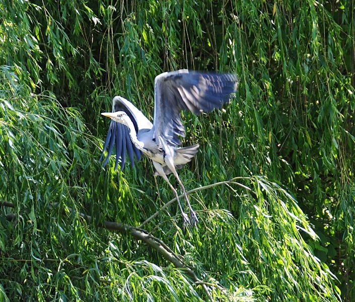 Bilder aus dem Bezirk Hambug Mitte - Stadtteil Hamburg-Wilhelmsburg  Amannkanal, Fischreiher im Abflug in einer Weide  73_87753 Ein Fischreiher breitet seine Schwingen aus und fliegt von dem Weidenast ab, auf dem der Graureiher in der Sonne am Assmannkanal gesessen hat.  www.fotograf- hamburg.de