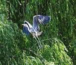 73_8775 Ein Fischreiher breitet seine Schwingen aus und fliegt von dem Weidenast ab, auf dem der Graureiher in der Sonne am Assmannkanal gesessen hat.  www.fotograf- hamburg.de