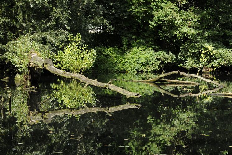 Bilder von Hamburg Fotos aus dem Bezirk Bergedorf - Aue am Billeufer  11_21553 Uferbereiche der Bille sind bei Hochwasser berschwemmt und bietet der Tier und Pflanzenwelt ein wichtiges kosystem. Umgestrzte Baumstmme liegen im Wasser der Bille und vermodern, ein anderer Stamm ragt vom Flussufer ber das Wasser und spiegelt sich darin.   www.hamburg-fotograf.com