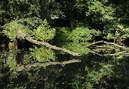 11_21553 Uferbereiche der Bille sind bei Hochwasser berschwemmt und bieten so der Tier und Pflanzenwelt ein wichtiges kosystem. Umgestrzte Baumstmme liegen im Wasser der Bille und vermodern, ein anderer Stamm ragt vom Flussufer ber das Wasser und spiegelt sich darin.   www.hamburg-fotograf.com