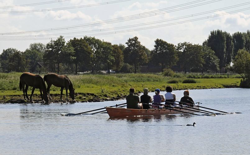 Fotos aus den Bezirken Hamburgs : Bergedorf; Doppelvierer mit Steuermann, Dove - Elbe  11_21601 Die Dove Elbe verluft durch den Hamburger Bezirk Bergedorf - der Fluss ist ein 18 km langer Nebenarm der Elbe, der schon 1438 mit Deichen und Aufschttungen von der Elbe abgetrennt wurde. Dadurch ist die Dove-Elbe ein sehr ruhiges und idyllisches Gewsser, das ideal fr den Wassersport geeignet ist. Ein Ruderboot fhrt auf dem Fluss - der Doppelvierer mit Steuermann (Steuerfrau?) fhrt gerade an einer Wiese vorbei, auf der zwei Pferde stehen, die aus dem Wasser der Elbe trinken; ein Blesshuhn flchtet vor den Skulls. www.hamburg-fotos.org
