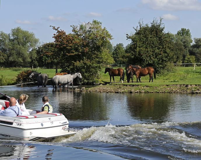 Fotografien aus Hamburg Bergedorf - Motorboot und Herde Pferde, Dove Elbe  11_21602 Ein Motorboot fhrt auf der Doveelbe; die Bootsinsassen sitzen in der Sonne. Am Flussufer steht eine Herde Pferde im Wasser und auf der Weide. www.hamburg-fotos.org