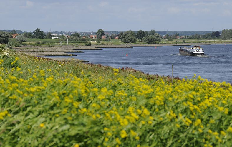 Fotos vom Elbdeich bei Hamburg - Binnenschiff auf der Elbe, Steinbuhnen am Elbufer  11_21607 Blick vom Neuengammer Hauptdeich im Hamburger Stadtteil Altenwerder, Bezirk Bergedorf. Ein Binnenschiff fhrt auf der Elbe Richtung Schleuse Geesthacht; auf dem Hamburger Elbdeich blhen gelbe Blumen - Steinbuhnen ragen in das Wasser. Die Elbebuhnen haben den Zweck die Fliessgeschwindigkeit im Fahrwasser der Elbe zu erhhen und dadurch auch das Versanden zu reduzieren. In der Bildmitte eine rote Tonne, die dem Schiffsverkehr zu benutzende Fahrwasser auf der Elbe das signalisiert.  www.bilder-hamburg.de