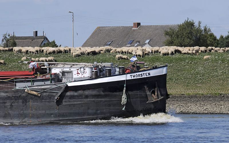 Hamburg Bilder von der Elbe im Bezirk Bergedorf - Binnenschiff, Schafe  auf dem Deich.  11_21609 Bug vom Binnenschiff Thorsten in Fahrt auf der Elbe Richtung Schleuse Geesthacht. Eine Herde Schafe steht auf dem Deich und grast - dahinter sind die Dcher der Huser zu erkennen. www.bilder-hamburg.de