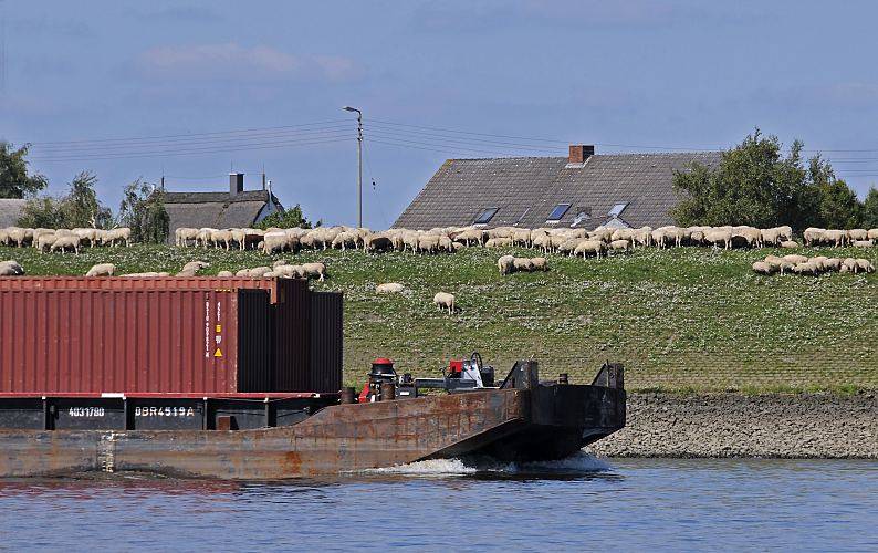 Hamburger Motive - Hamburg an der Elbe, Schubleichter mit Container - Binnenschifffahrt  11_21611 Bug eines Leichters, der Container geladen hat - das Binnenschiff fhrt mit seiner Ladung elbaufwrts. Schafe grasen auf dem Deich - Bauernhuser stehen hinter der Wasserschutzanlage. Die Hamburger Elb-Deiche haben eine Hhe zwischen 8,45 Meter und 8,80 Meter. www.bilder-hamburg.de