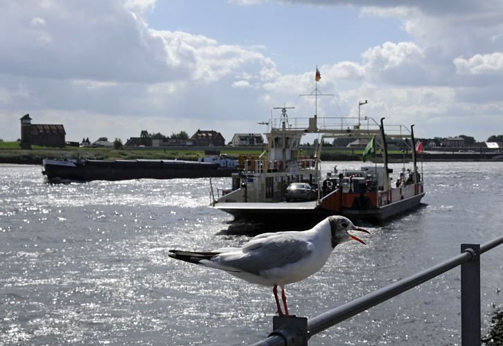 Hamburg - Fotografien,  Fhre Zollenspieker, kreischende Mwe - Binnenschiff   11_21615 Eine kreischende Mwe sitzt auf dem Gelnder beim Fhranleger Zollenspieker, die Fhre hat gerade abgelegt und transportiert PKW und Fussgnger auf die andere Elbseite nach Hoopte in Niedersachsen.  Die Autofhre fhrt vom 1. Mrz bis 30. November. Ein Binnenschiff kommt vom Hamburger Hafen und fhrt Richtung Geesthachter Schleuse.  www.bilder-hamburg.de