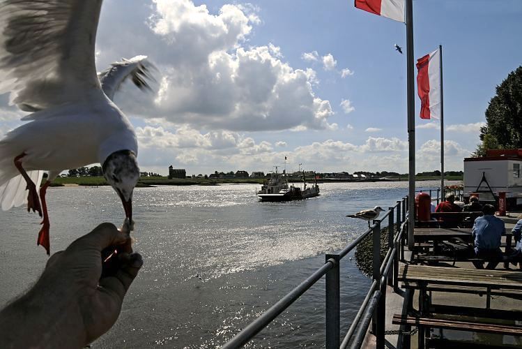 11_21616 Der Fhranleger beim Zollenspieker ist ein beliebtes Ausflugsziel an der Elbe in den Hamburger Vierlanden. Touristen sitzen am Anleger und beobachten die Fhre, die gerade vom niederschsischen Hoopte kommt.Eine hungrige Mwe wird gerade gefttert; sie nimmt gerade mit ihrem Schnabel das Brot aus der Hand.  www.bilder-hamburg.de