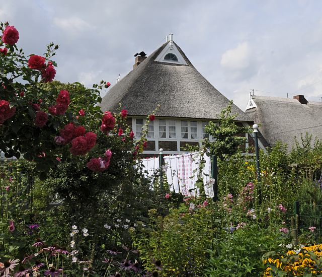 Fotografie aus Hamburg Bergedorf - Vierlande; Bauerngarten, Reetdachhaus  11_21628 Bauerngarten mit einem Rosenstrauch und Stockrosen in den Bergedorfer Vierlanden. Wsche hngt in der Sonne an der Leine zum Trocknen; das Fachwerkhaus ist mit Reet gedeckt - in den Fenster hngen Gardinen. www.hamburg-bilder.org