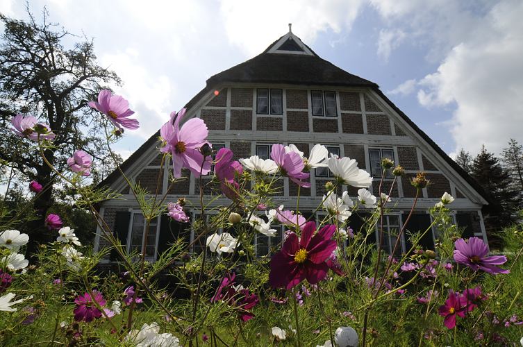 Fotos von Bauernhusern im Hamburger Bezirk Bergedorf - Bauerngarten, Anemonen  11_21629 Bunte Anemonen stehen im Vorgarten des alten Bauernhauses in den Bergedorfer Vier- und Marschlanden. Das Fachwerk ist geweisst, in dem Querbalken ber den Fenstern ist der Hausspruch des Bauherrn geschnitzt. www.hamburg-bilder.org