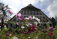 11_21629 Bunte Anemonen stehen im Vorgarten des alten Bauernhauses in den Bergedorfer Vier- und Marschlanden. Das Fachwerk ist geweisst, in dem Querbalken ber den Fenstern ist der Hausspruch des Bauherrn geschnitzt. www.hamburg-bilder.org