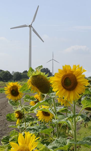 Fotografie - Windkraft, Sonnenblumen  11_21650  Sonnenblumen blhen auf einem Feld in den Hamburger Vier- und Marschlanden. Im Hinter- grund die Rotorbltter von Windkraft - Anlagen. www.hamburg-bilder.org