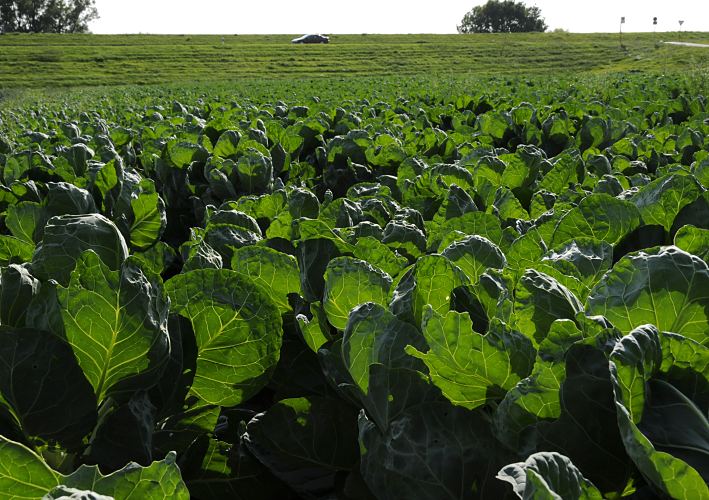 Fotos aus dem Blumen- und Gemsegarten Hamburgs - Kohlfeld am Elbdeich   11_21651  Kohlfeld in den Vierlanden; die Vier- und Marschlande sind der Gemse- und Blumengarten Hamburgs. Die landwirtschaftlichen Produkte werden in den Hallen des Obst- und Gemsegrossmarktes oder auch auf den Wochenmrkten verkauft. Im Hintergrund des Bildes fhrt ein PKW auf der Strasse am Deich - dahinter fliesst die Elbe. www.hamburg-bilder.org  