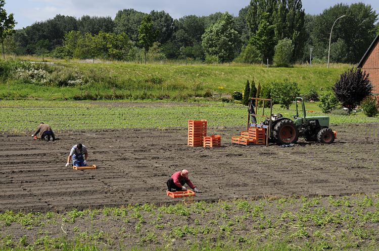 Hamburgfotos aus dem Gemseanbaugebiet Vier- und Marschlande Bezirk Bergedorf   11_21653  junge Salatpflanzen werden von Hand auf einem Feld in Hamburg Moorfleet gesetzt - die Feldarbeiter knien vor den Kisten mit den jungen Kulturpflanzen und setzen sie in den vorbereiteten Boden. Ein Trecker steht mit weiteren Setzlingen bereit. www.hamburg-bilder.org