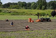 11_21653  junge Salatpflanzen werden von Hand auf einem Feld in Hamburg Moorfleet gesetzt - die Feldarbeiter knien vor den Kisten mit den jungen Kulturpflanzen und setzen sie in den vorbereiteten Boden. Ein Trecker steht mit weiteren Setzlingen bereit. www.hamburg-bilder.org