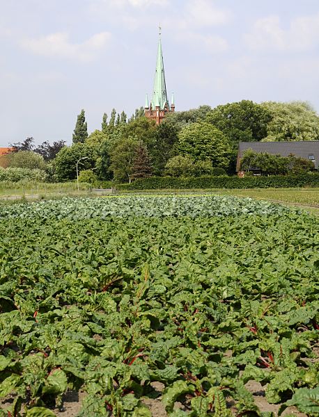 Hamburgbilder aus dem Bezirk Bergedorf / Moorfleet      11_21654  Gemsefeld in Hamburg Moorfleet - verschiedene Gemse- und Salatpflanzen auf einem Feld in Hamburg Moorfleet - im Hintergrund der Kirchenturm der Moorfleeter St. Nikolaikirche.  www.hamburg-bilder.org