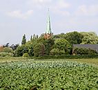 11_21654  Gemsefeld in Hamburg Moorfleet - verschiedene Gemse- und Salatpflanzen auf einem Feld in Hamburg Moorfleet - im Hintergrund der Kirchenturm der Moorfleeter St. Nikolaikirche.  www.hamburg-bilder.org