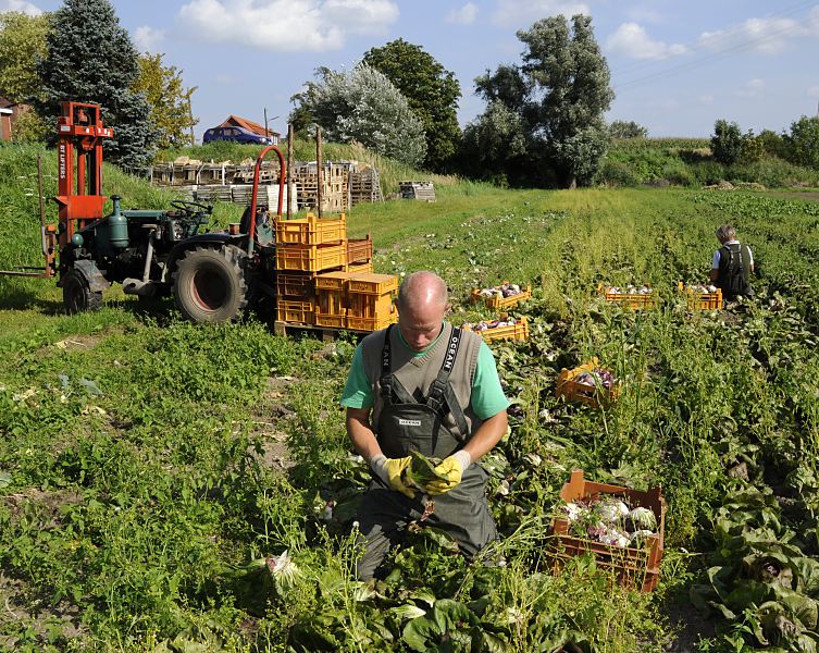 Bilder von der Kohlernte in den Vierlanden, Marschlanden im Bezirk Hamburg Bergedorf.  11_21656  Auf einem Kohlfeld in den Vierlanden, Marschlanden im Hamburger Bezirk Bergedorf wird der frische Kohl geerntet. Noch vor Ort werden die Aussenbltter von Hand entfernt und der Kohlkopf in Kisten verstaut. Mit einem kleinen kleinen Trecker werden dann die gefllten Kisten zum Bauernhof transportiert, um dann am nchsten Morgen auf dem Gemsegrossmarkt oder direkt an Restaurants verkauft zu werden. www.hamburg- bilder.org