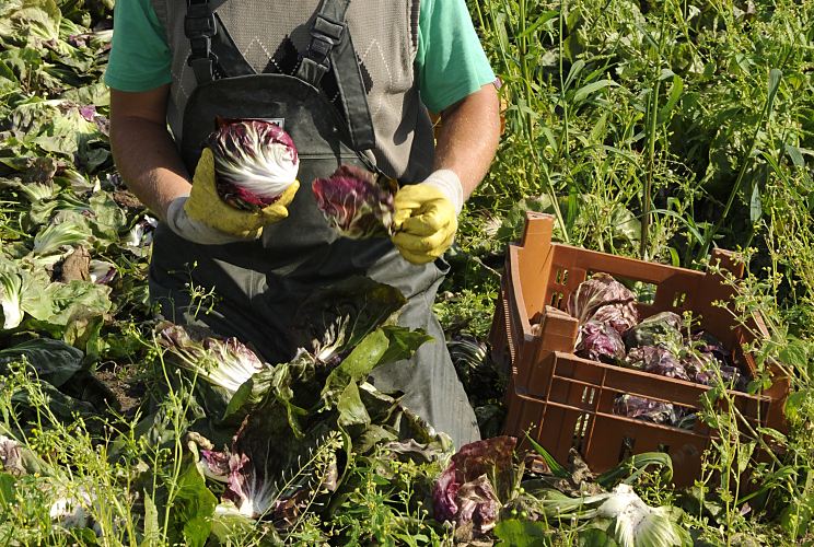 Fotografie der Kohlernte in den Hamburger Vierlanden, Marschlanden, Bergedorf.  11_21657  Auf einem Kohlfeld in den Vierlanden, Marschlanden im Hamburger Bezirk Bergedorf wird der frische Kohl geerntet. Noch vor Ort werden die Aussenbltter von Hand entfernt und der Kohlkopf in Kisten verstaut, um auf dem Gemsegrossmarkt oder direkt an Restaurants oder Endverbraucher auf dem Wochenmarkt verkauft zu werden.  www.hamburg- bilder.org