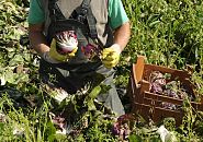 11_21657  Auf einem Kohlfeld in den Vierlanden, Marschlanden im Hamburger Bezirk Bergedorf wird der frische Kohl geerntet. Noch vor Ort werden die Aussenbltter von Hand entfernt und der Kohlkopf in Kisten verstaut, um auf dem Gemsegrossmarkt oder direkt an Restaurants oder Endverbraucher auf dem Wochenmarkt verkauft zu werden.  www.hamburg- bilder.org