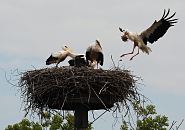 11_21663  Storchennest in den Hamburger Vier- und Marschlanden. Die Jungstrche sind noch nicht flgge und befinden sich noch im Nest; re. steht ein Elternteil und beobachtet den Anflug des Partners. Er ? hat Material zum Nestbau im Schnabel. In Brutsaison z.B. 2007 zogen im Hamburger Raum 15 Storchenpaare insgesamt 33 Jungvgel gross. Jedes Storchenpaar bentigt in Horstnhe ca. 20 ha feuchtes Grnland, um die Jungstrche satt zu kriegen. www.bildarchiv-hamburg.com