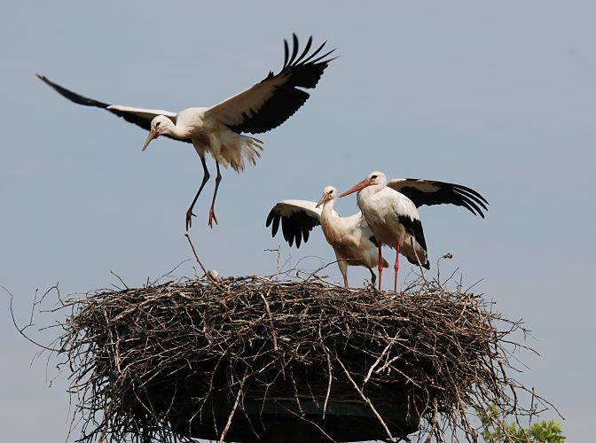 Bilder vom Storchennest in den Hamburger Vier- und Marschlanden - Jungstrche  11_21664  Storchennest in den Hamburger Vier- und Marschlanden. Die Jungstrche sind noch nicht flgge und befinden sich noch im Nest; die jungen Strche werden Ende Juli flgge, d. h. sie beginnen zu fliegen. Hier machen sie mit ihren Flgeln Bewegungsbungen, verlassen aber noch nicht den sicheren Nistplatz. Rechts steht ein ein erwachsener Vogel, der an den roten Beinen und Schnabel zu erkennen ist. In Brutsaison z.B. 2007 zogen im Hamburger Raum 15 Storchenpaare insgesamt 33 Jungvgel gross. Jedes Storchenpaar bentigt in Horstnhe ca. 20 ha feuchtes Grnland, um die Jungstrche satt zu kriegen. www.bildarchiv-hamburg.com